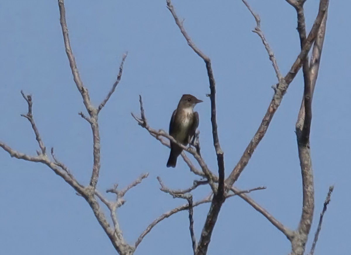 Olive-sided Flycatcher - ML622131155