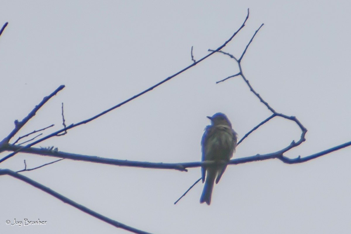 Eastern Bluebird - Jay Brasher