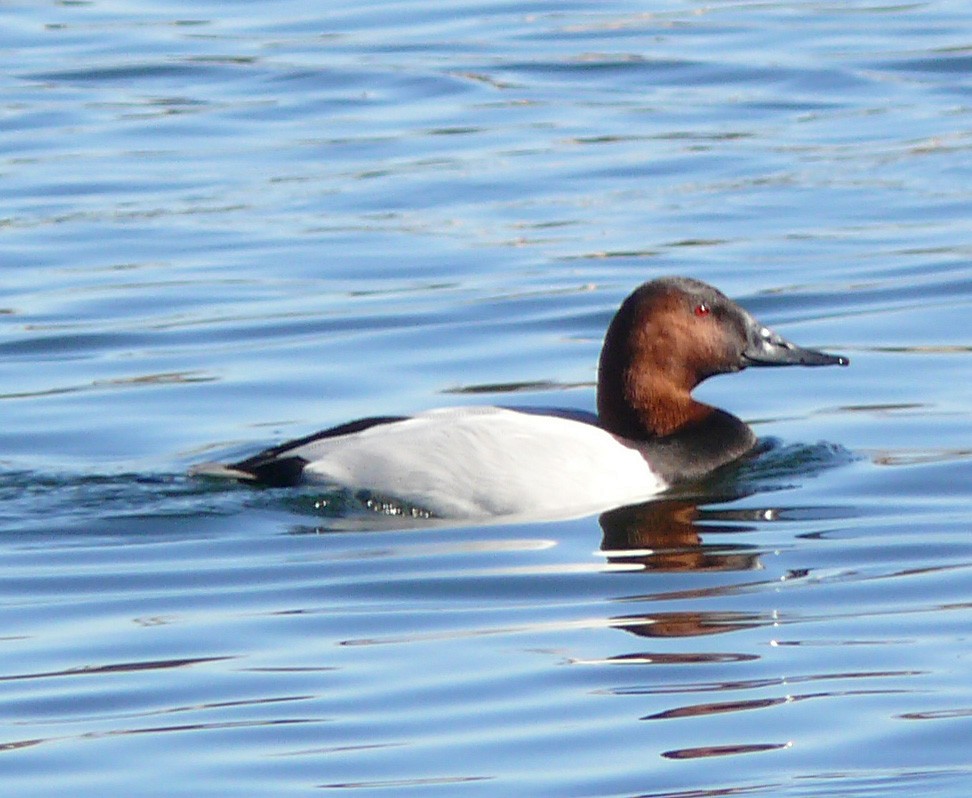 Canvasback - ML622131191