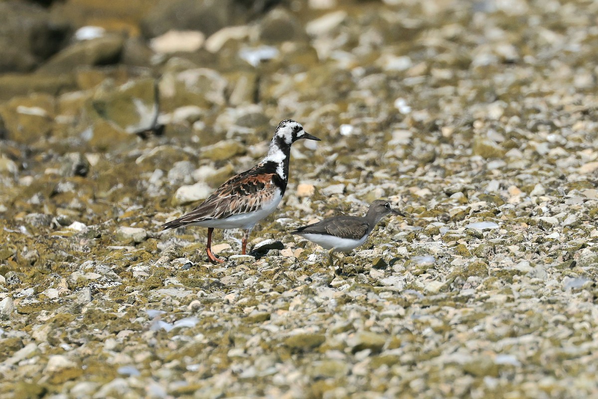 Ruddy Turnstone - Ryan Jones