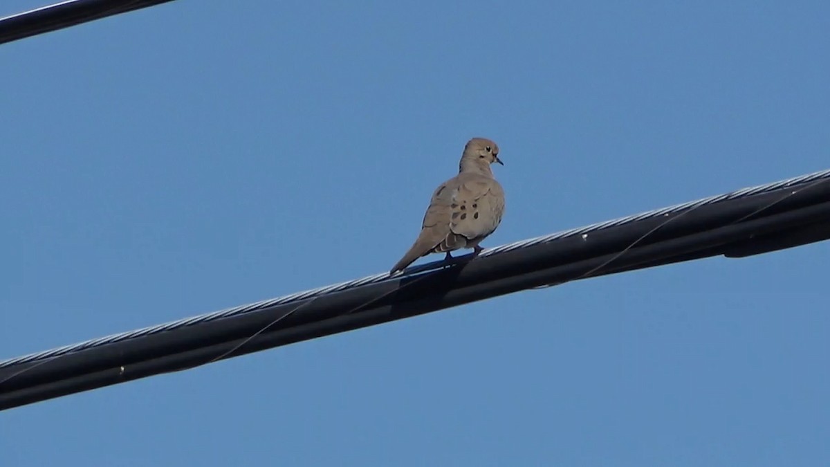 Mourning Dove - Bruce Schine