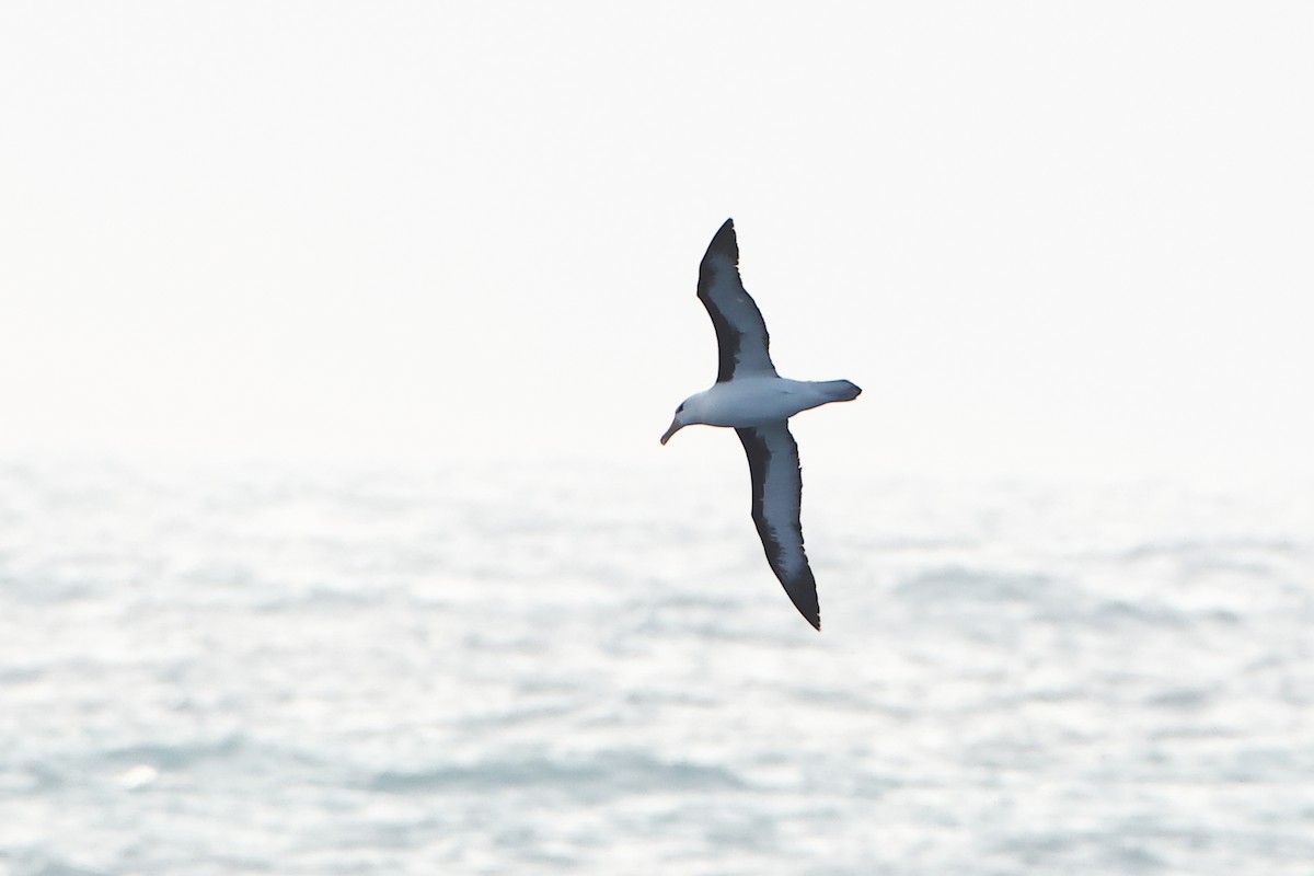 Чернобровый альбатрос (melanophris) - ML622131268