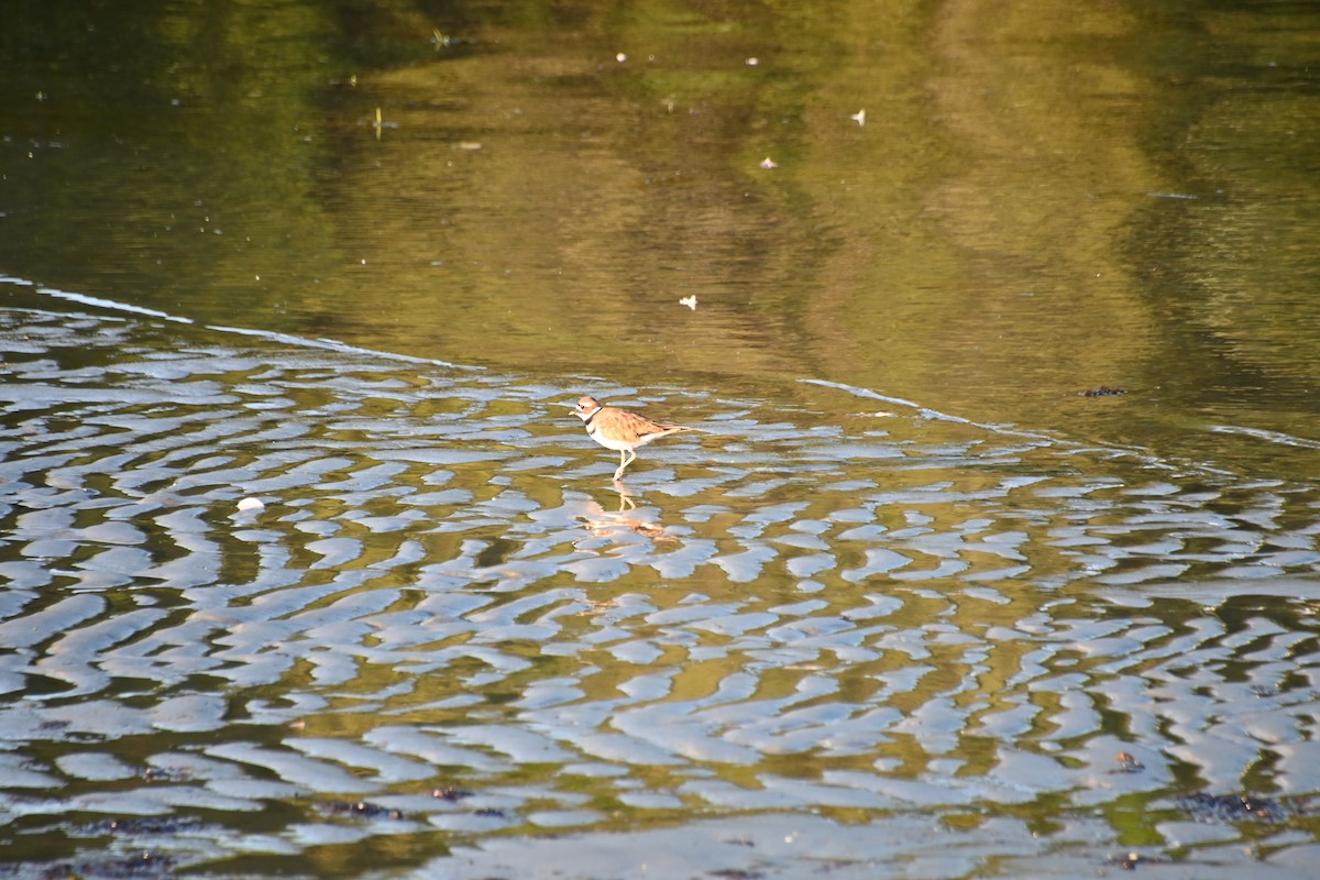 Killdeer - Ian Baird