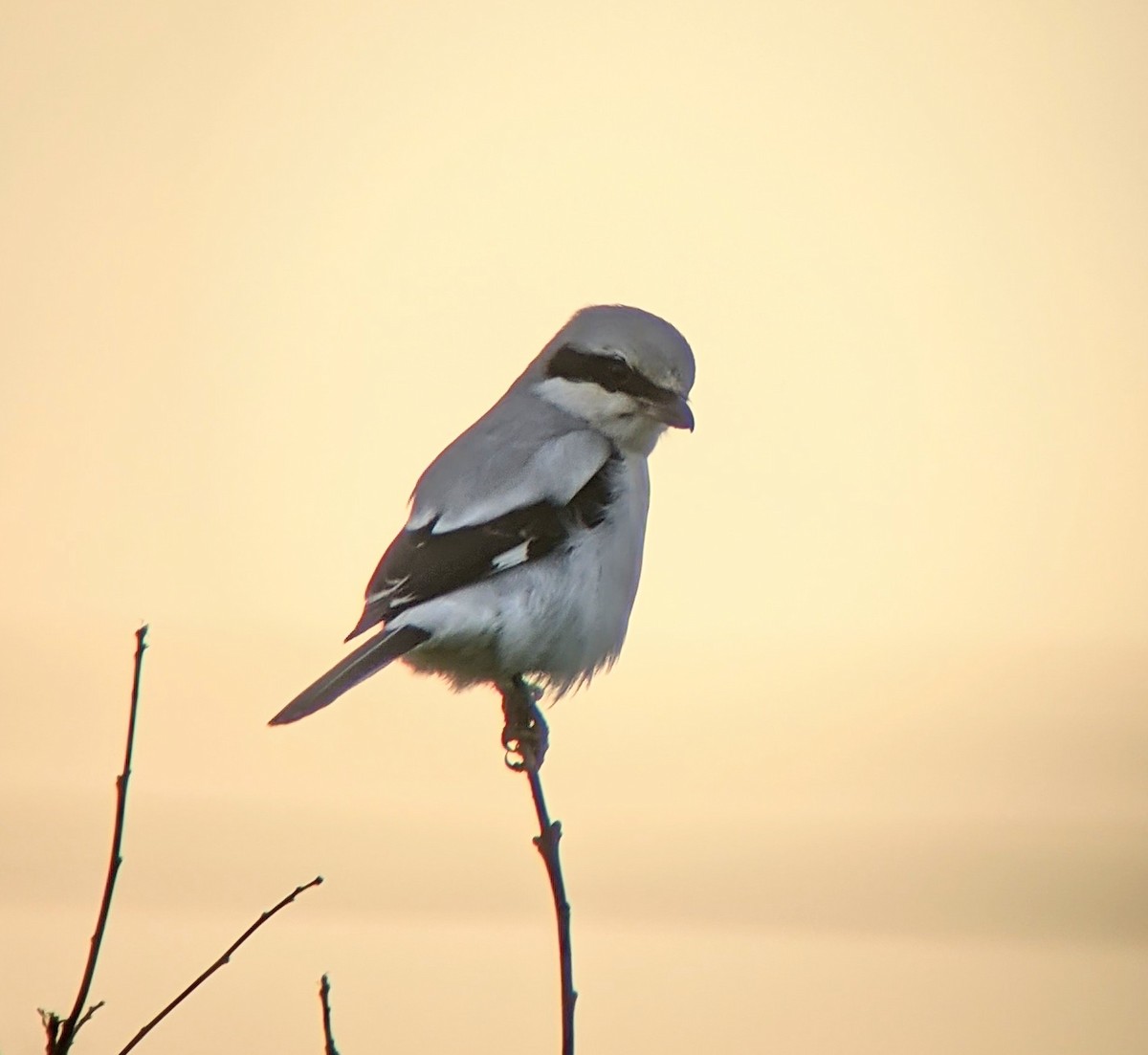 Great Gray Shrike - Rich Bayldon