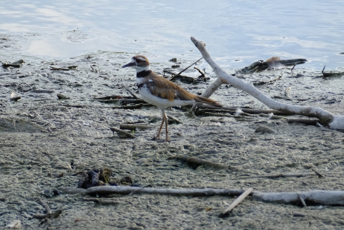 Killdeer - Klaus Bielefeldt