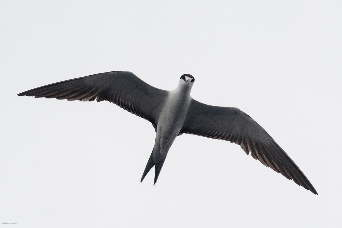 Sooty Tern - ML622131343