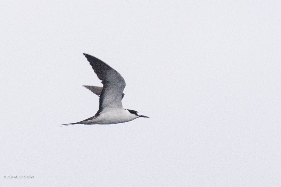 Sooty Tern - ML622131344