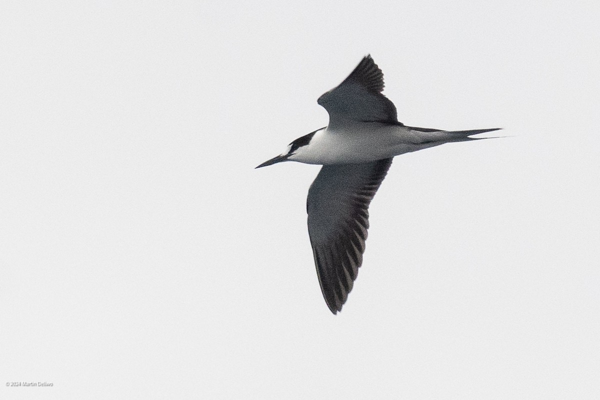 Sooty Tern - Martin Dellwo