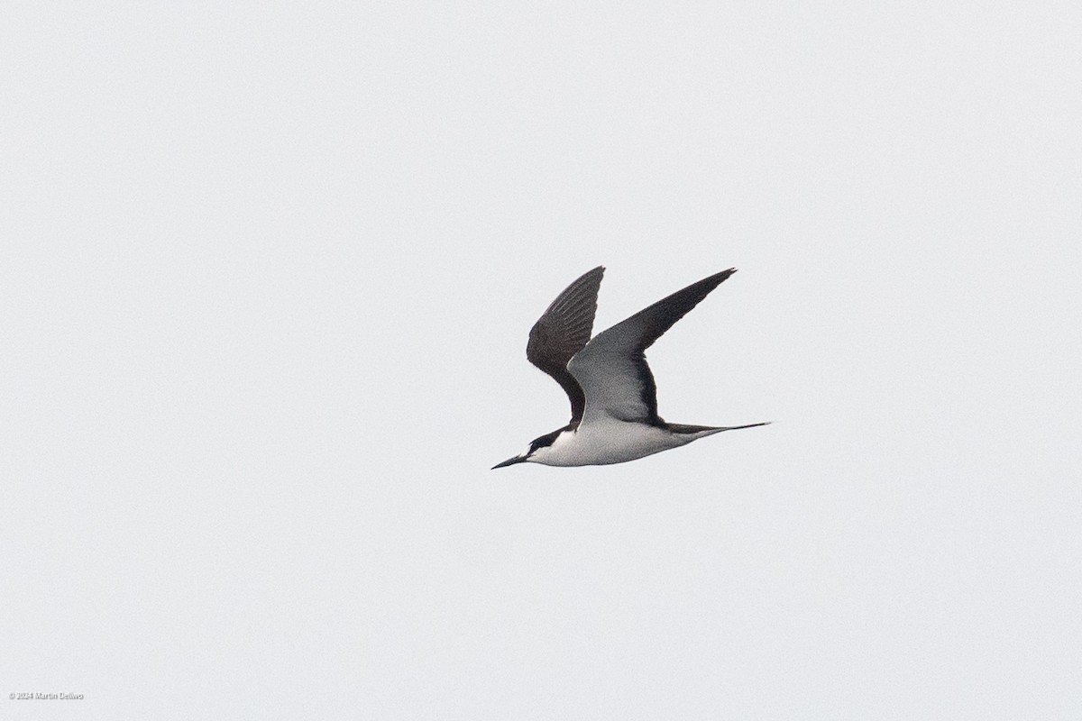 Sooty Tern - ML622131346