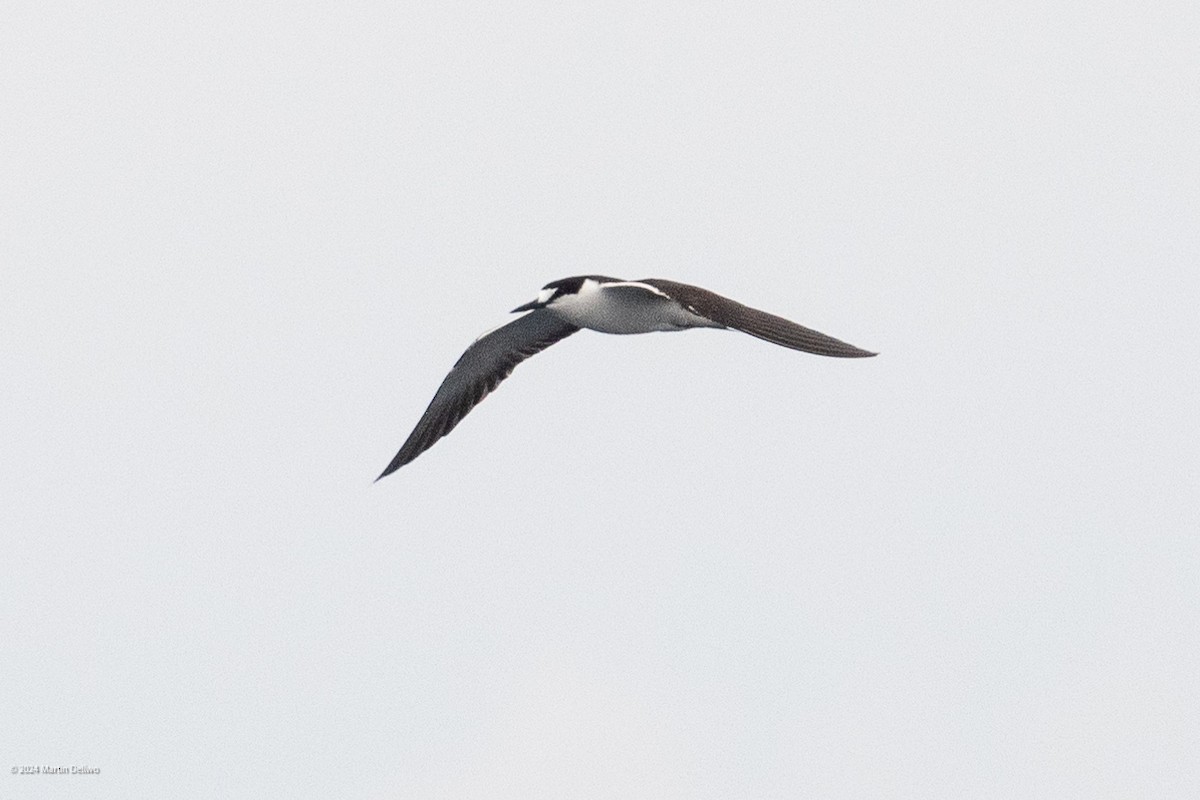 Sooty Tern - ML622131347