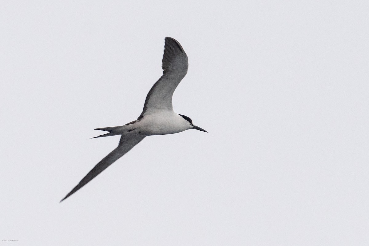 Sooty Tern - ML622131348