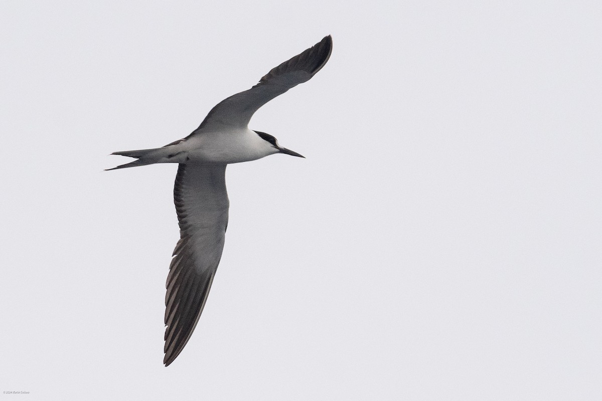 Sooty Tern - ML622131349