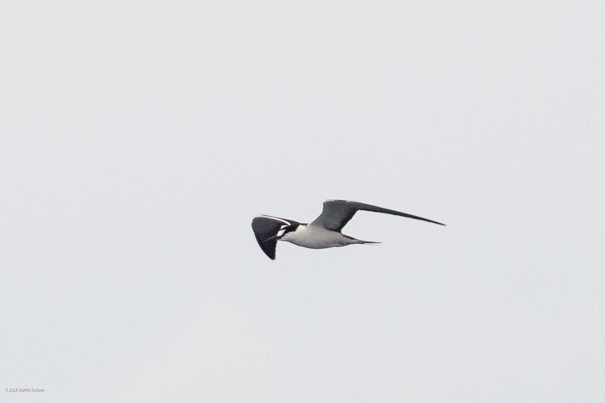 Sooty Tern - ML622131350