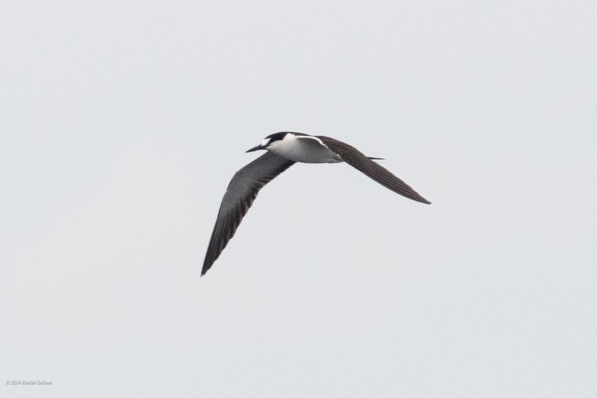 Sooty Tern - ML622131351