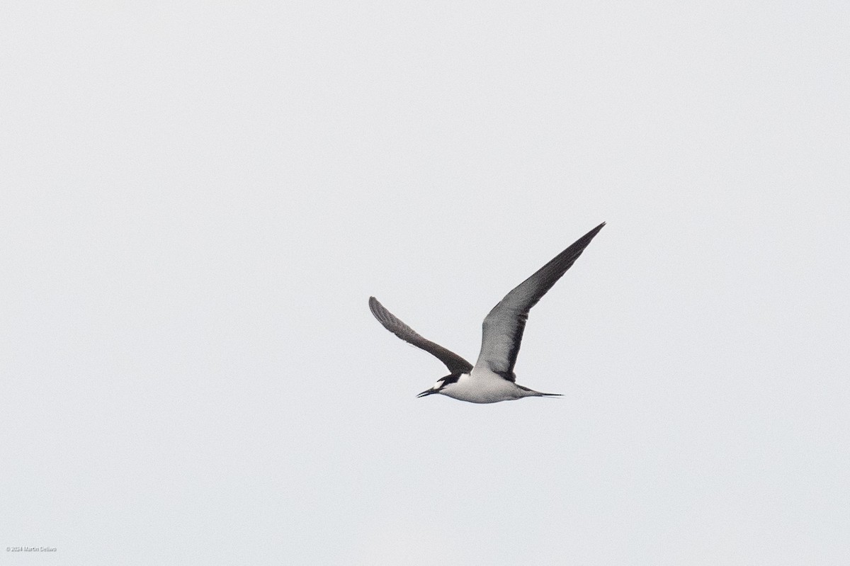 Sooty Tern - ML622131352