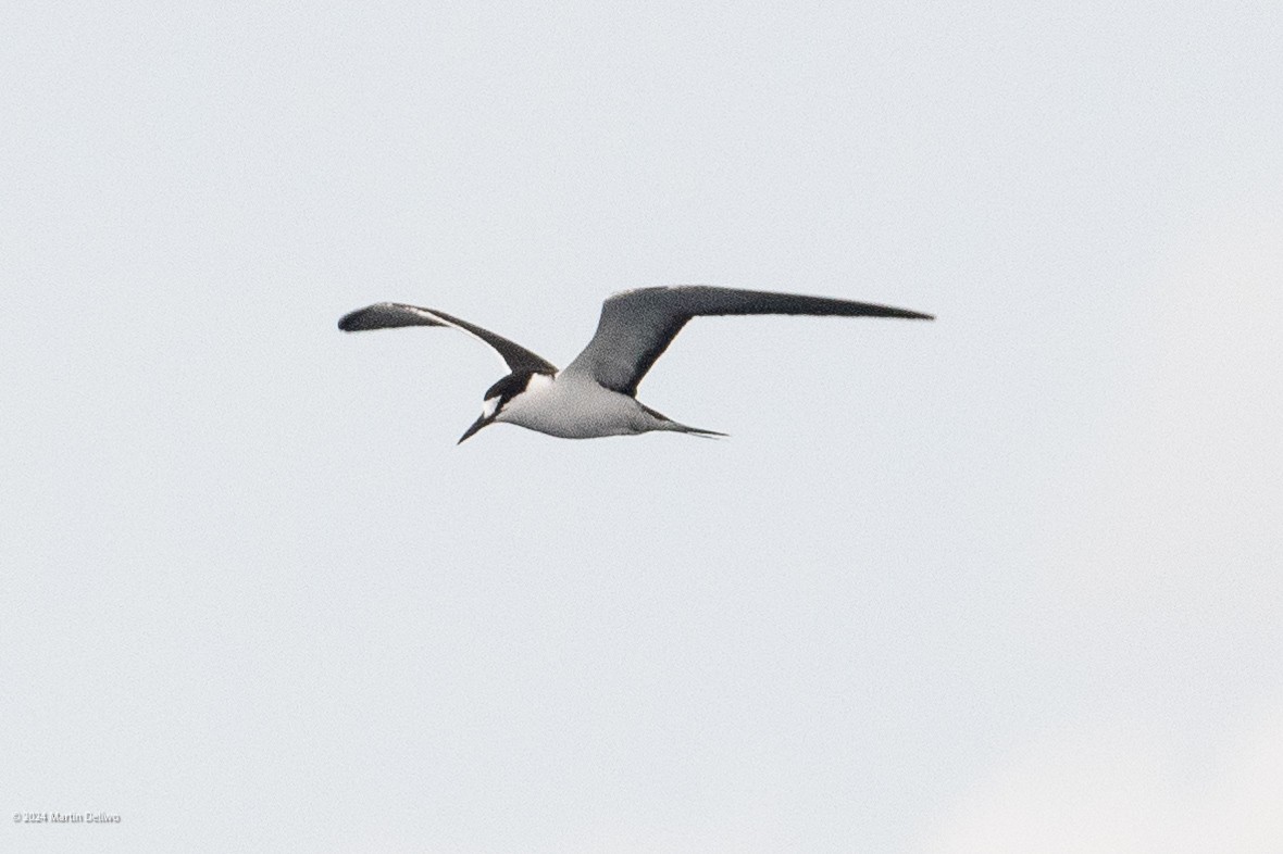 Sooty Tern - ML622131353