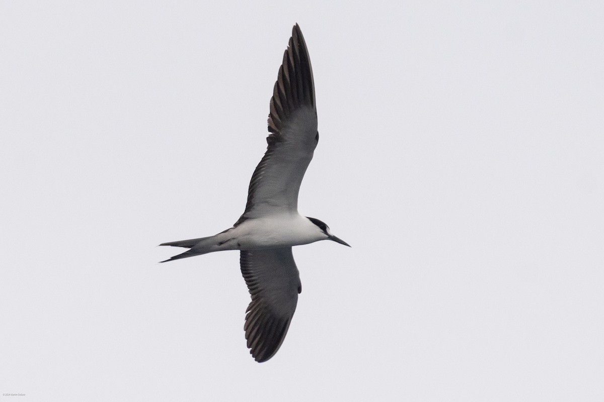 Sooty Tern - ML622131354