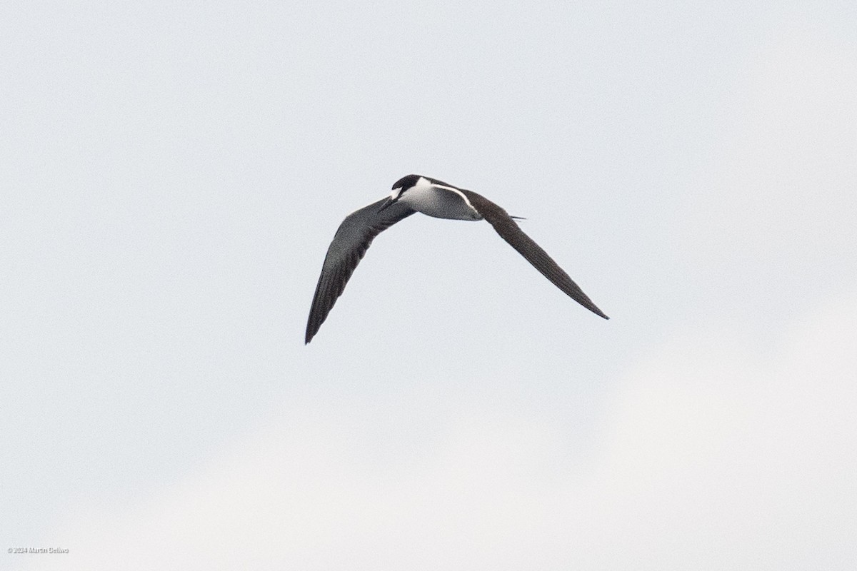 Sooty Tern - ML622131355