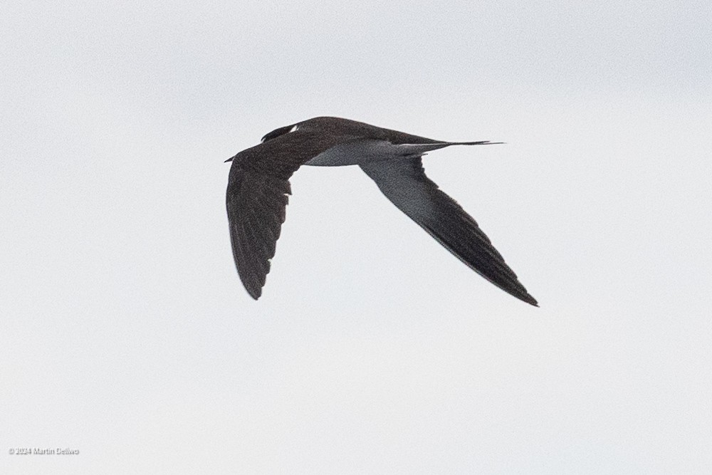 Sooty Tern - ML622131356