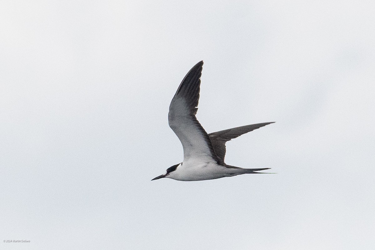 Sooty Tern - ML622131358