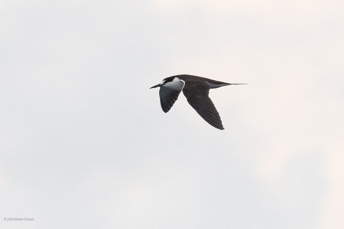 Sooty Tern - ML622131359