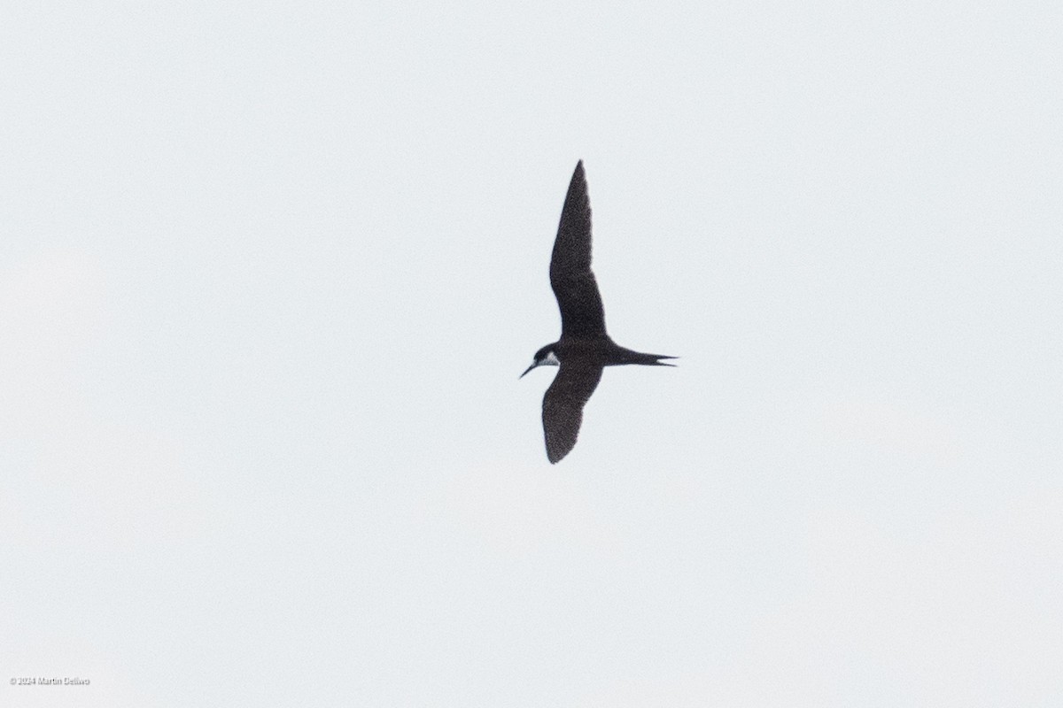 Sooty Tern - ML622131360