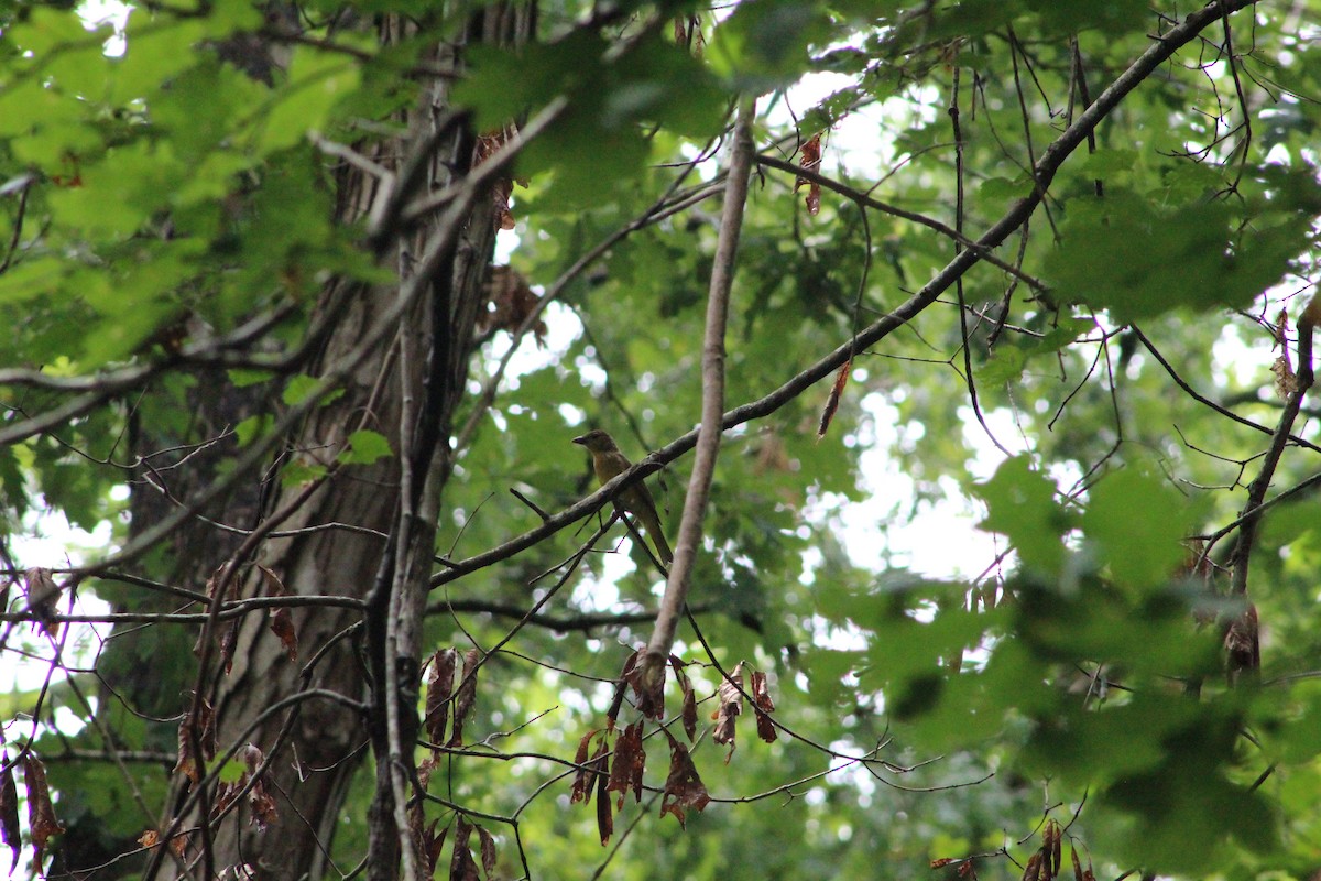 Summer Tanager - ML622131420