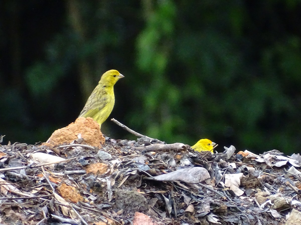 Saffron Finch - ML622131424