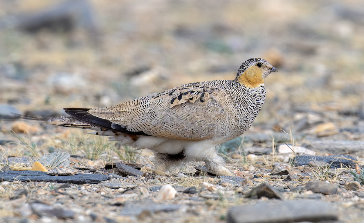 Tibetan Sandgrouse - ML622131472