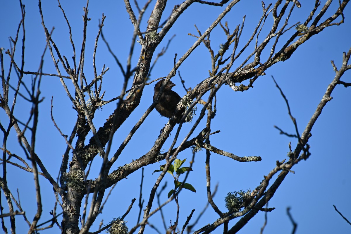 Song Sparrow - ML622131473