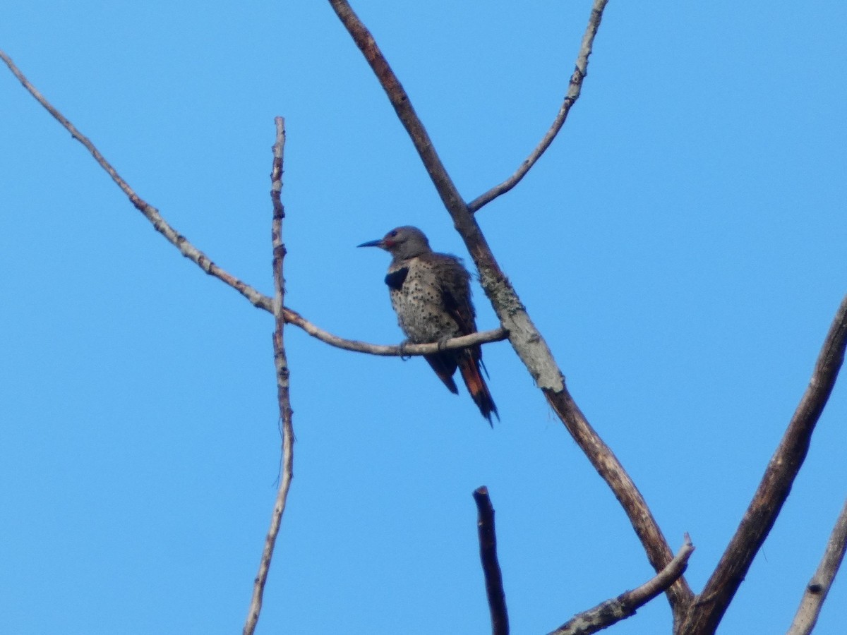 Northern Flicker - Aldrin Leung