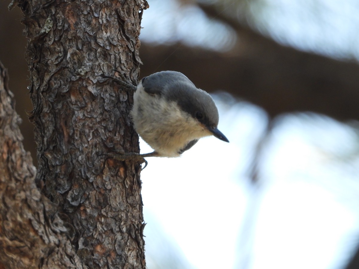 Pygmy Nuthatch - John Hurd
