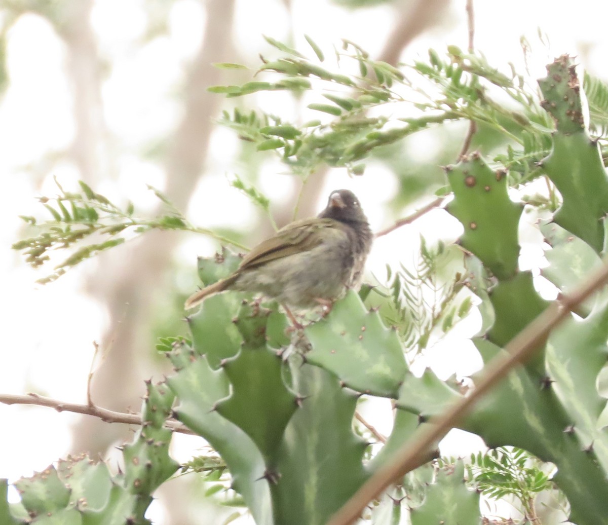 Black-faced Grassquit - Weider Daniel Trujillo Caviedes