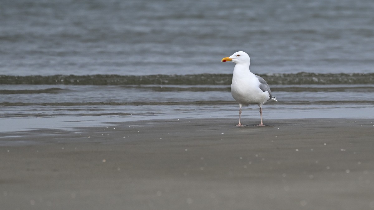 Gaviota Argéntea - ML622131507