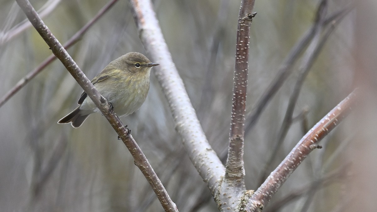 Mosquitero Común - ML622131526