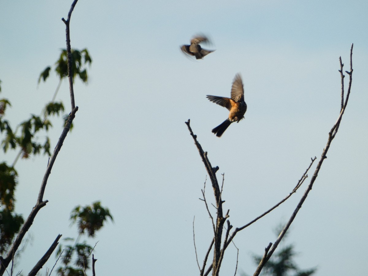 American Robin - Aldrin Leung