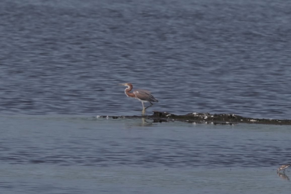 Tricolored Heron - ML622131554