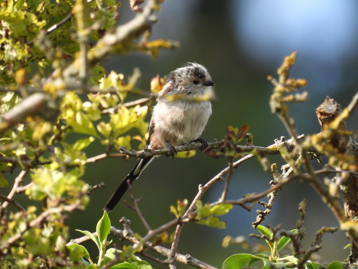 Long-tailed Tit - ML622131609