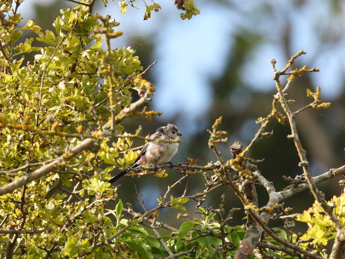 Long-tailed Tit - ML622131618