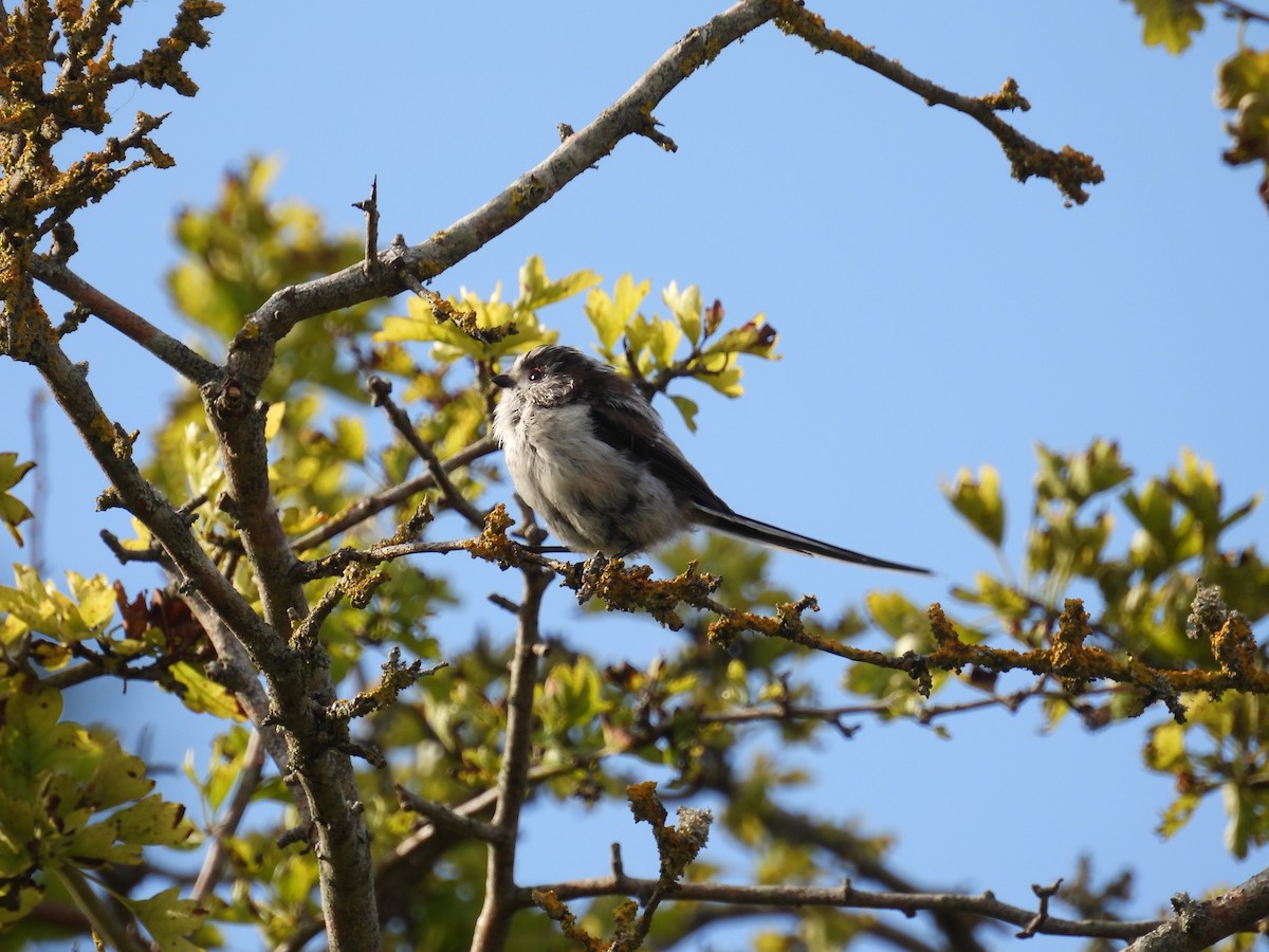 Long-tailed Tit - ML622131638