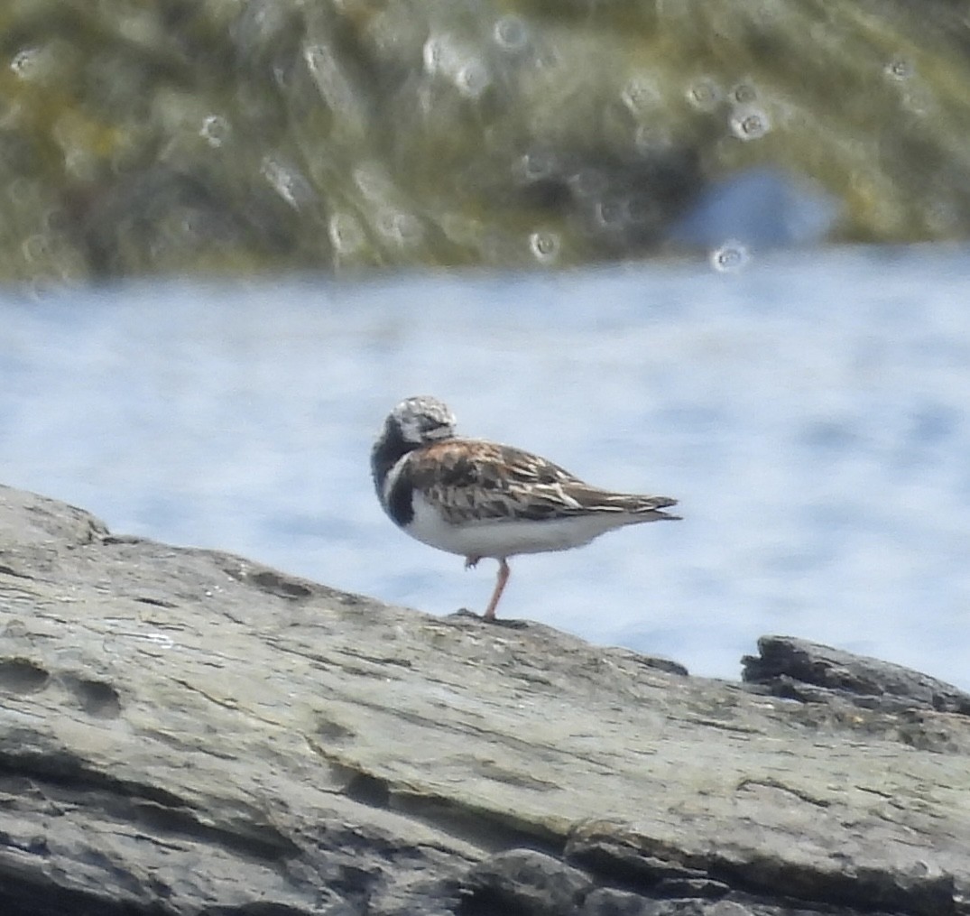 Ruddy Turnstone - ML622131674