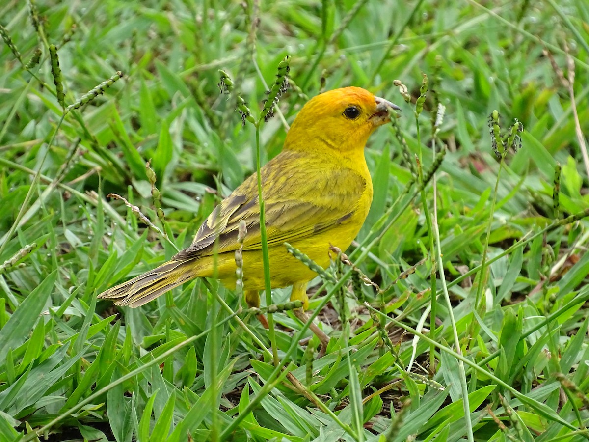 Saffron Finch - ML622131732