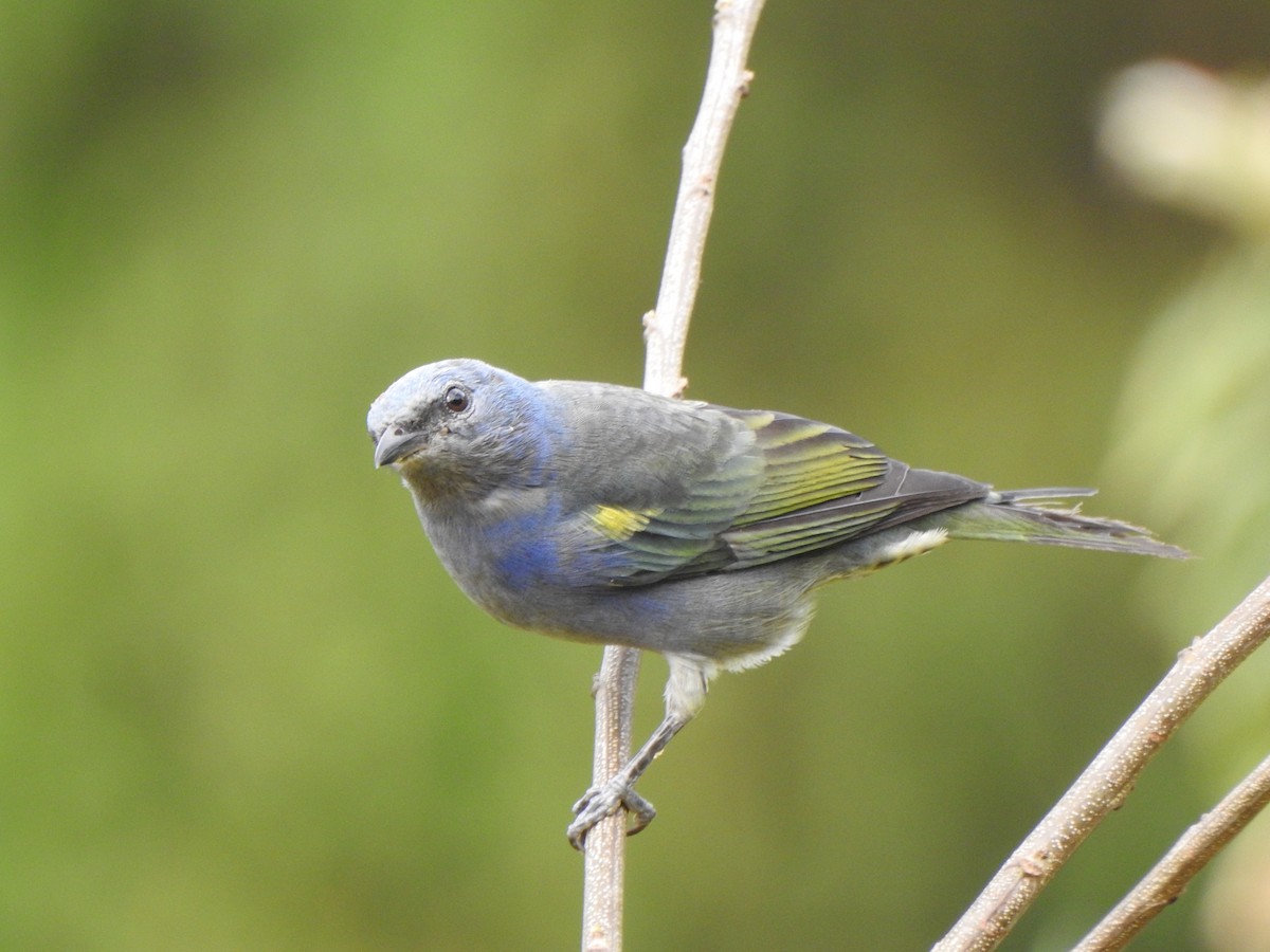 Golden-chevroned Tanager - Alido junior