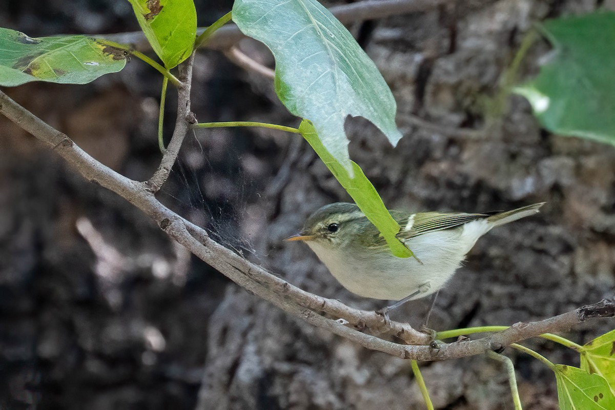 Blyth's Leaf Warbler - ML622131767