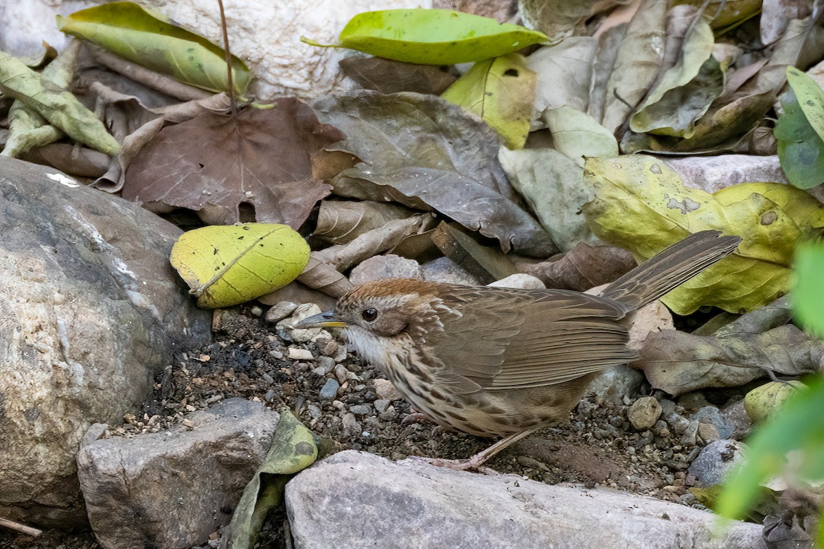 Puff-throated Babbler - ML622131773
