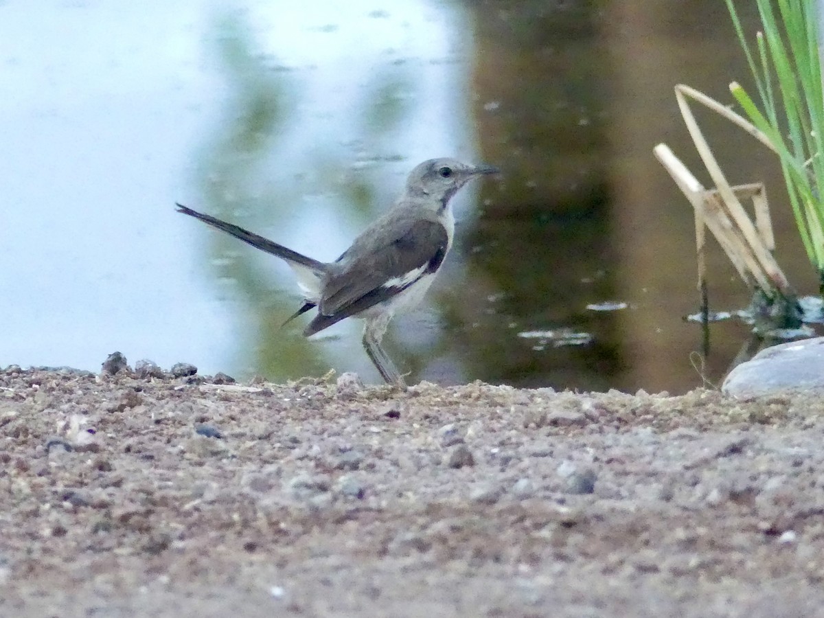 Northern Mockingbird - ML622131780