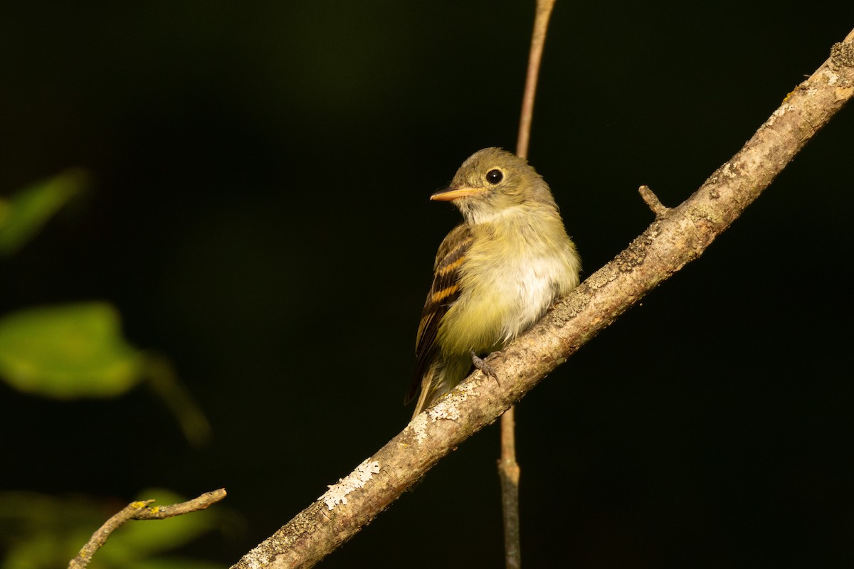 Willow Flycatcher - ML622131798