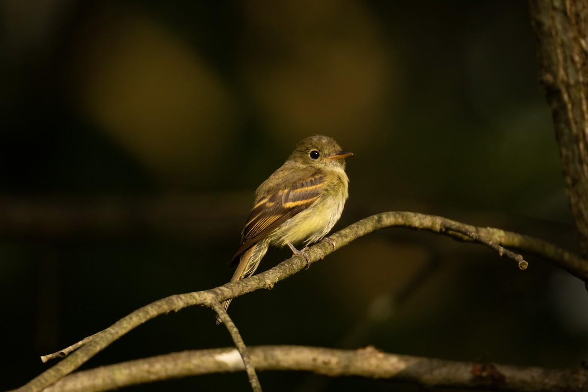 Willow Flycatcher - ML622131799