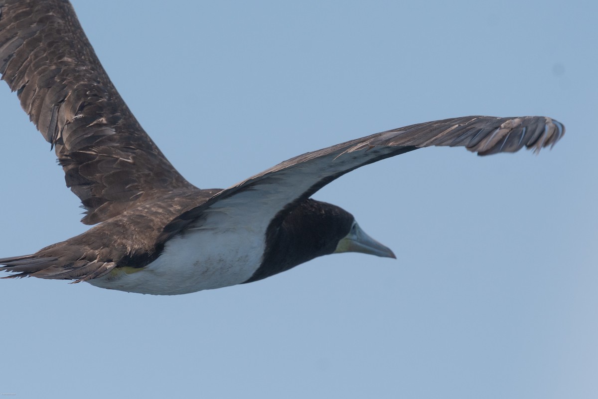 Piquero Pardo (leucogaster) - ML622131837