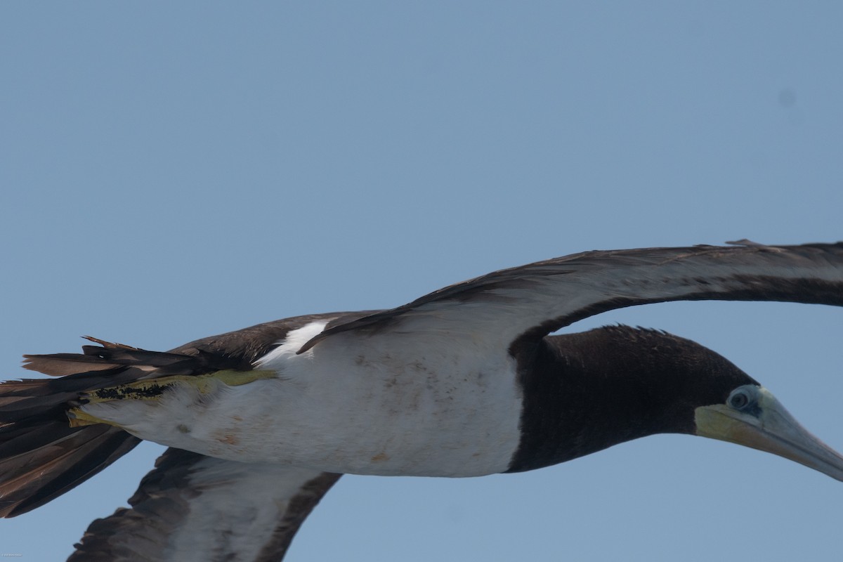 Piquero Pardo (leucogaster) - ML622131839